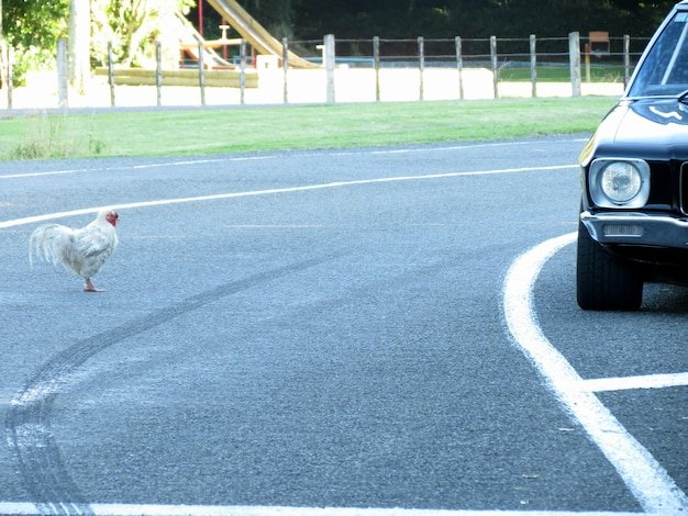 Descubre los Secretos detrás del Popular Juego de Azar de Chicken Road España - overview