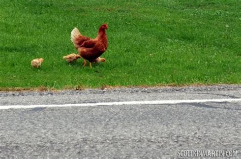Descubre la Emoción de Chicken Road en el Casino Online de España - overview Descubre la Emoción de Chicken Road en el Casino Online de España - overview