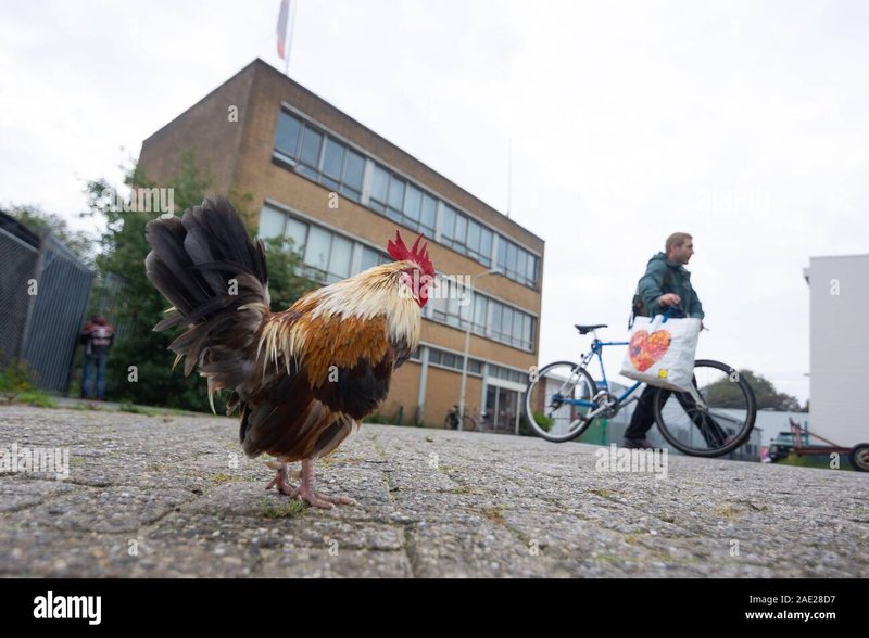 Speel op de Kippenweg: Gratis Demo van Chicken Road Gokspel
